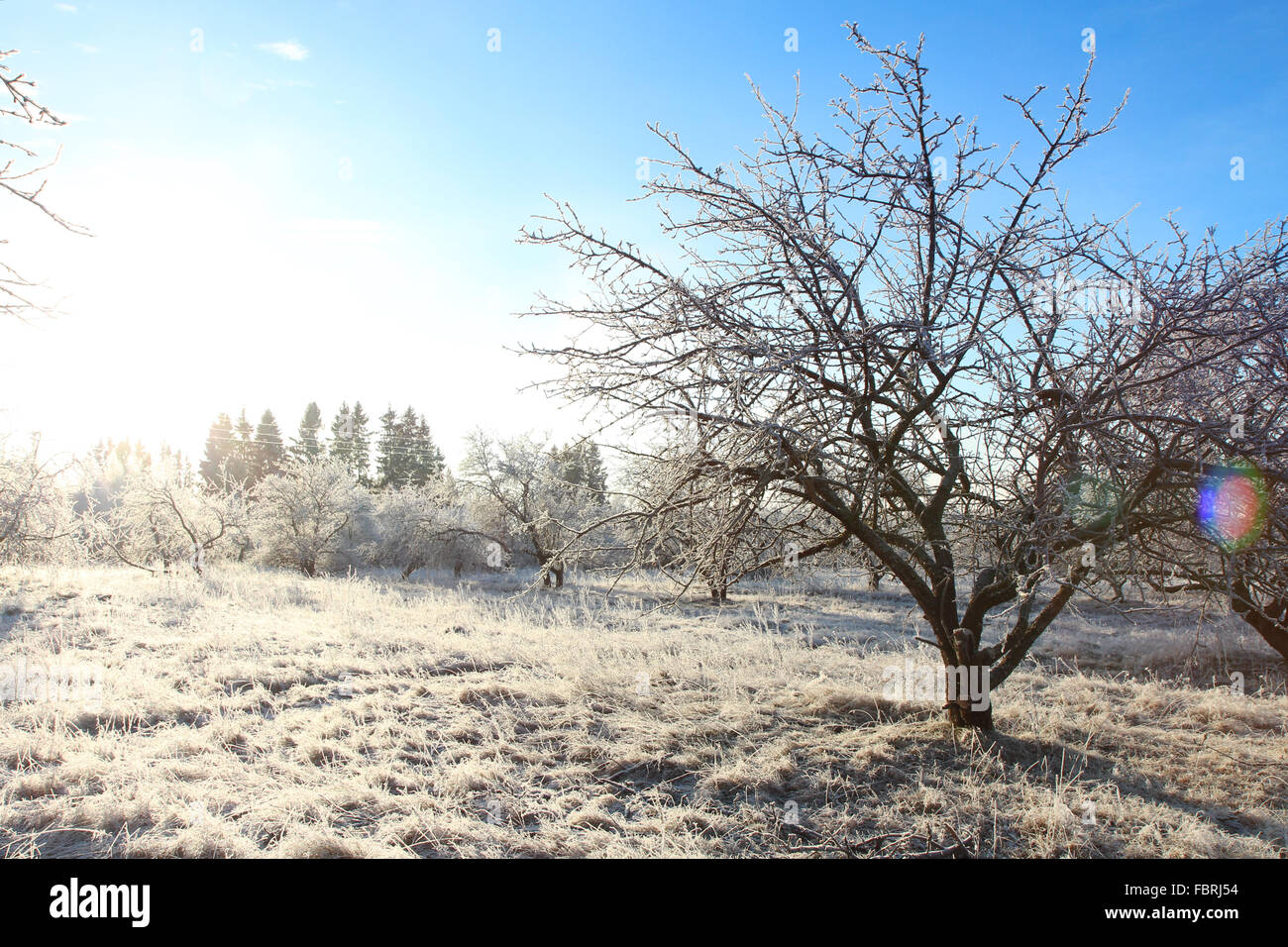 Wintergarten-Landschaft mit Raureif Kristall Apfel Baum, Sonne und blauer Himmel Stockfoto