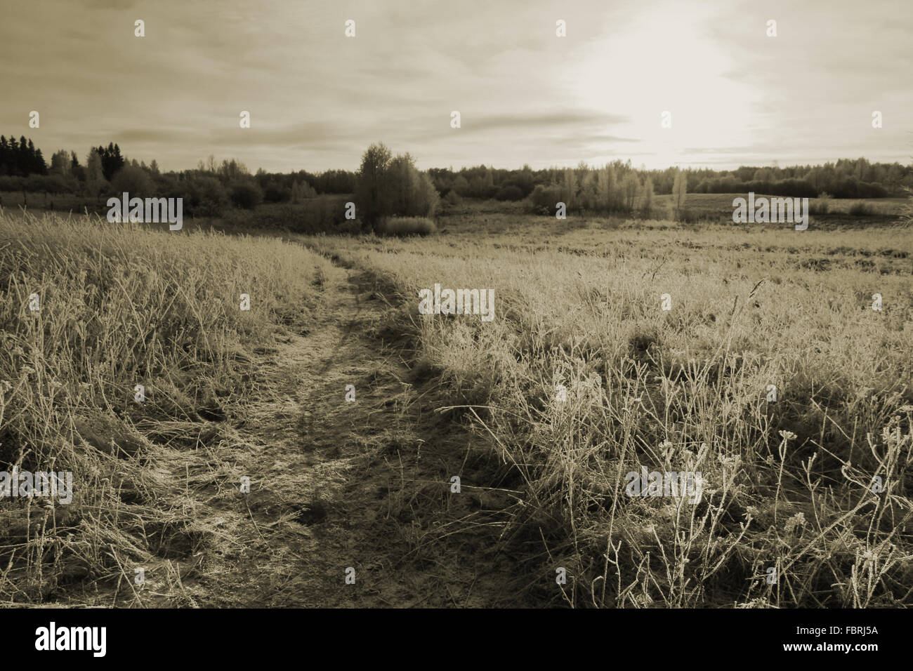 Pfad im kalten Winter-Bereich. Vintage retro Sepia-Effekt Landschaft Stockfoto