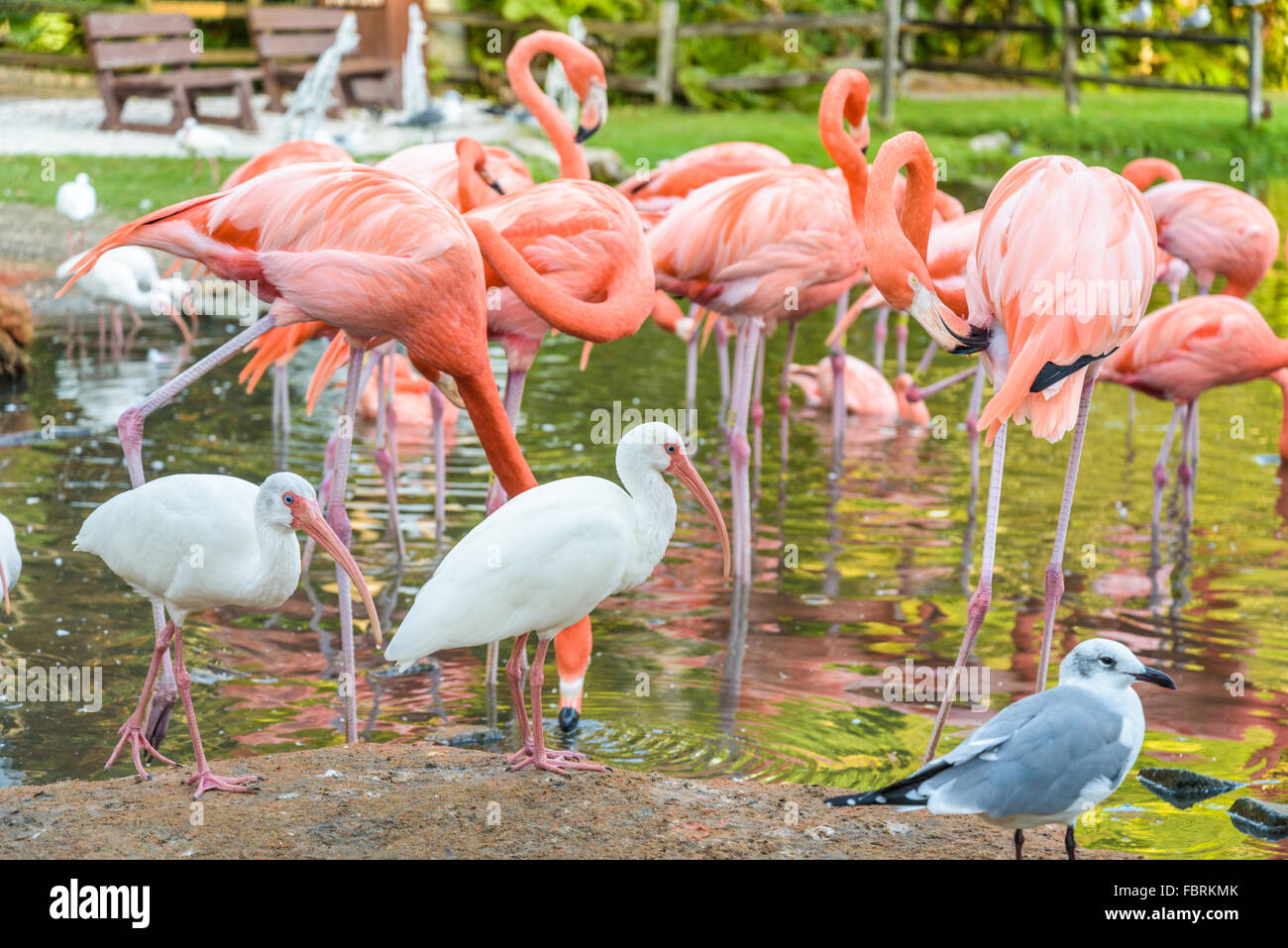 Der rosa-Flamingo und der weißen Ibis Vogel auf dem See im park Stockfoto