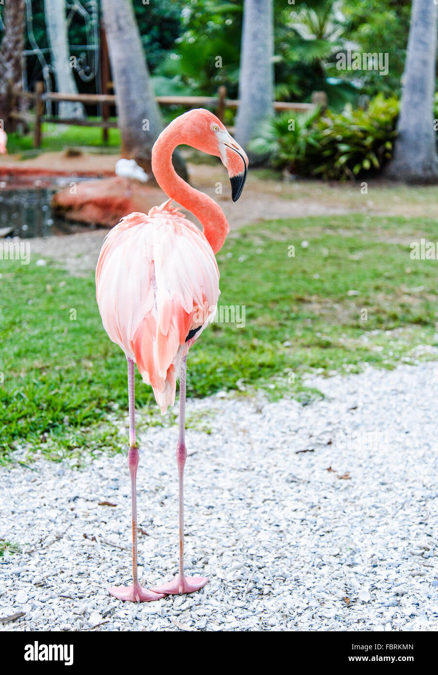 Der rosa Flamingo Vogel auf dem See im park Stockfoto