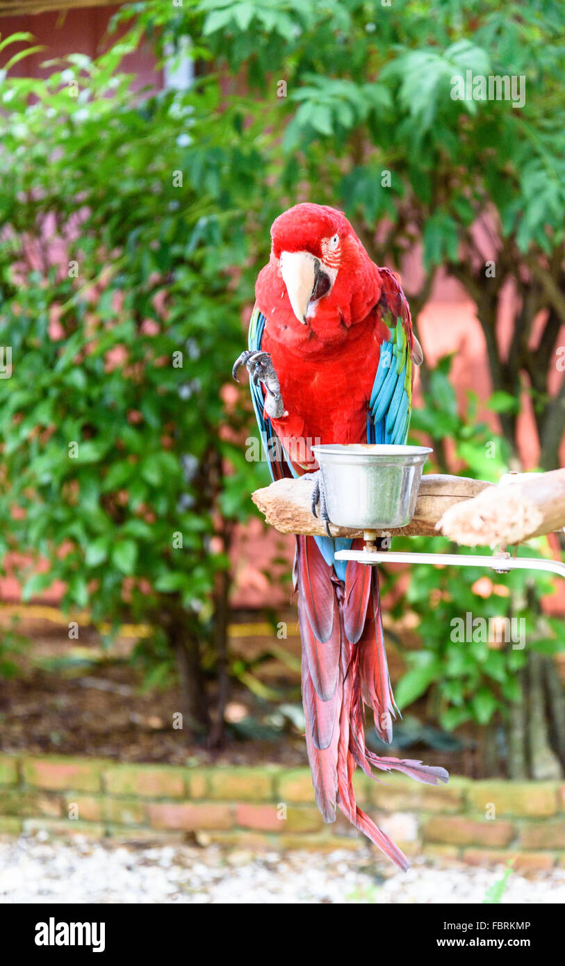 Ara Vogel auf dem Ast Stockfoto