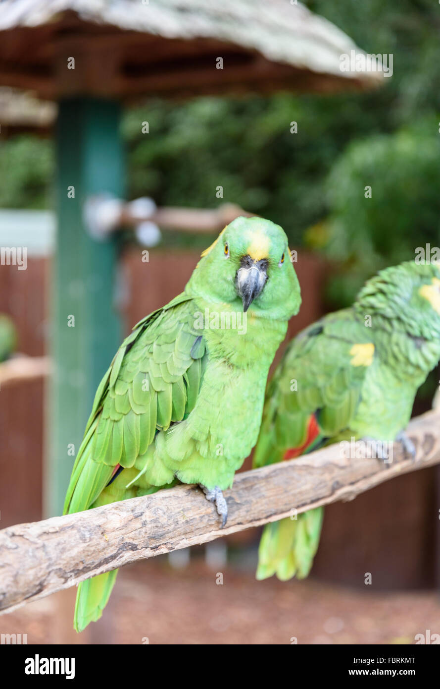 Grün Macae Vogel auf dem Ast Stockfoto