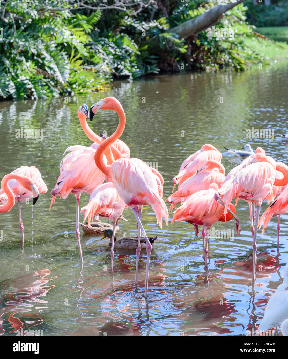 Der rosa Flamingo Vogel auf dem See im park Stockfoto