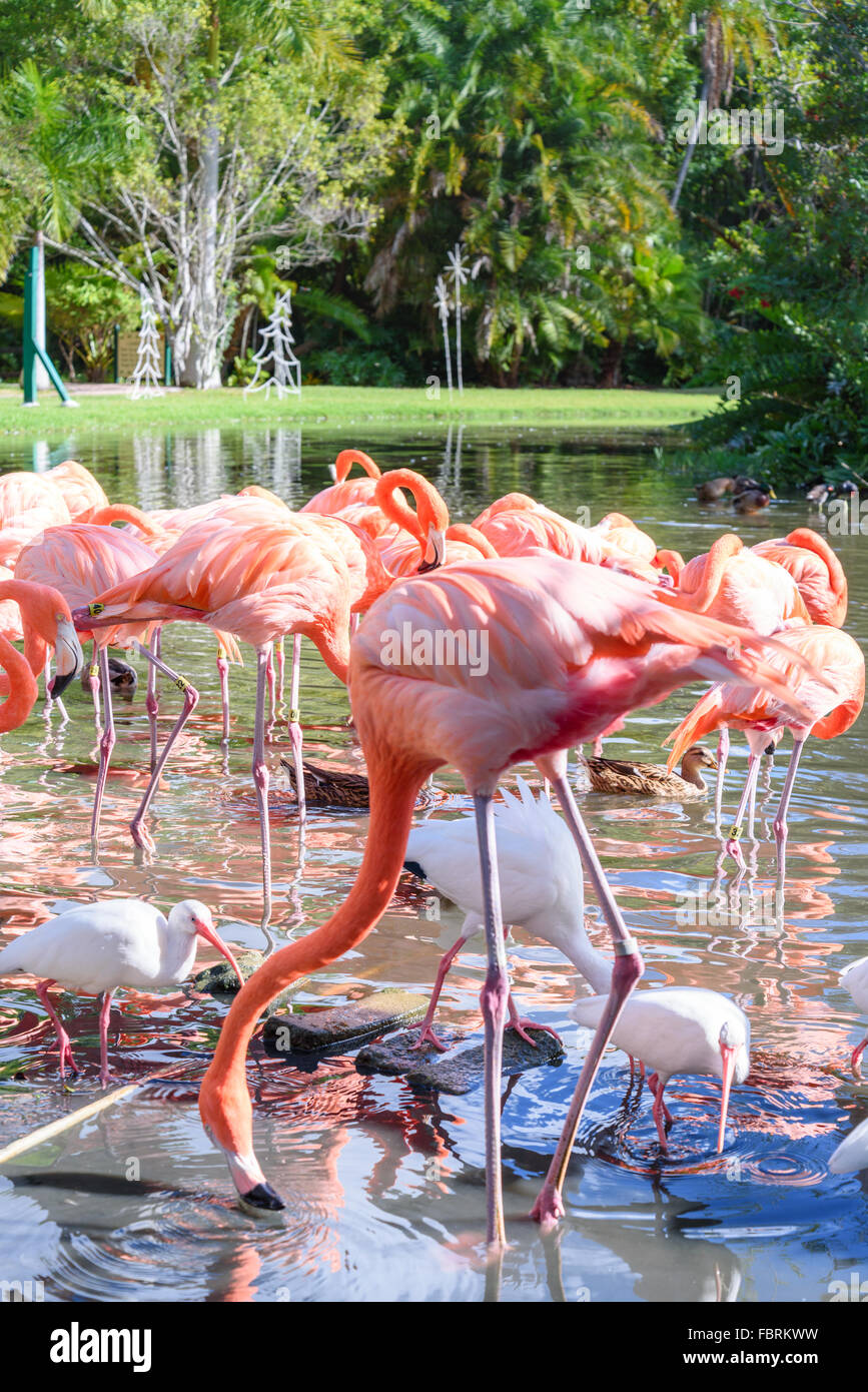 Der rosa-Flamingo und der weißen Ibis Vogel auf dem See im park Stockfoto