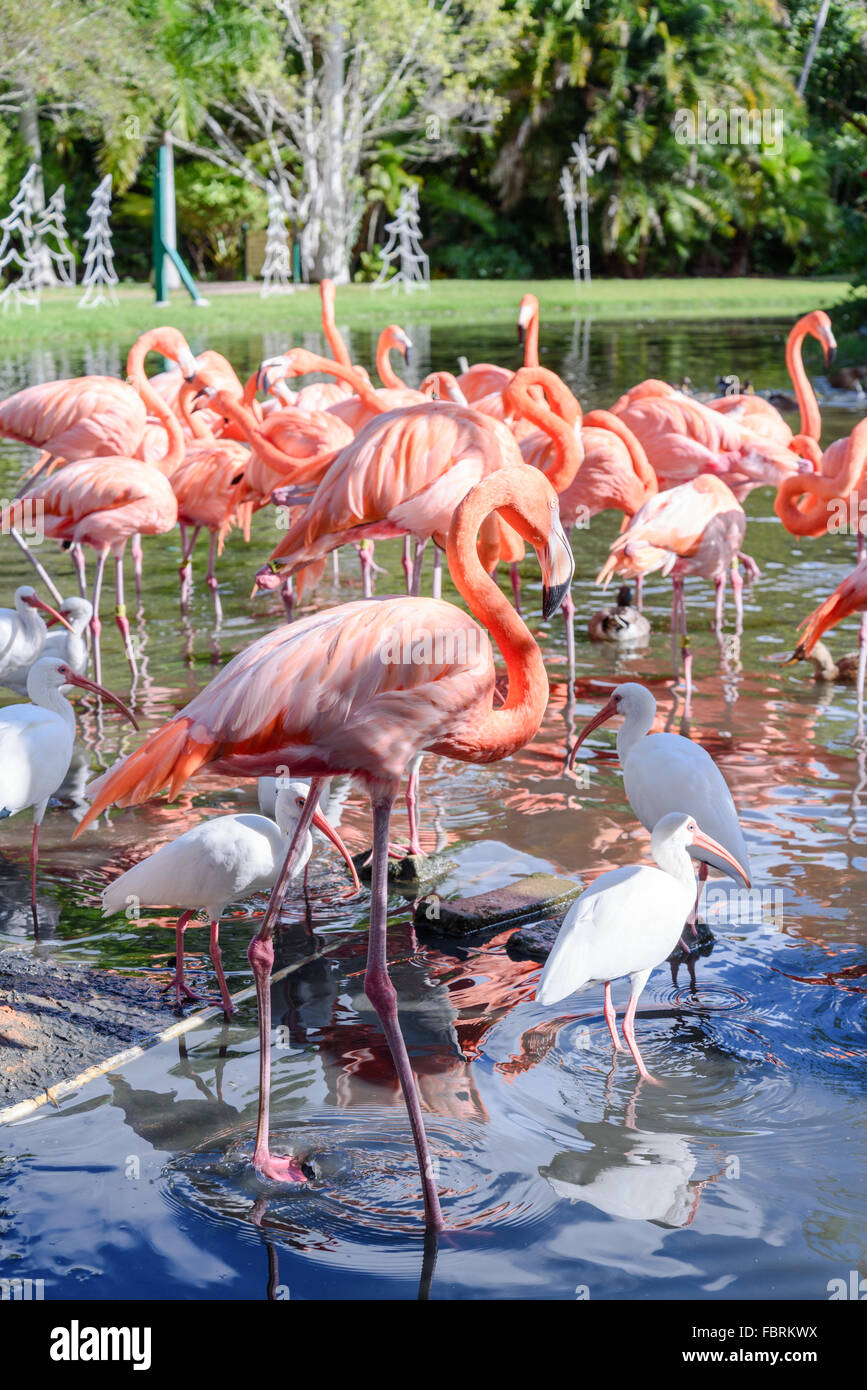Der rosa-Flamingo und der weißen Ibis Vogel auf dem See im park Stockfoto
