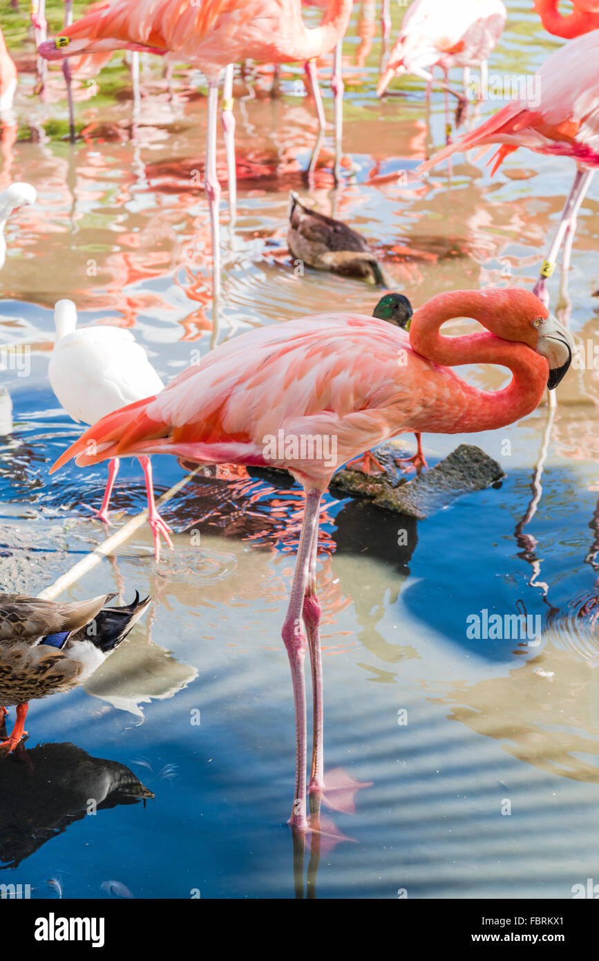 Der rosa Flamingo Vogel auf dem See im park Stockfoto