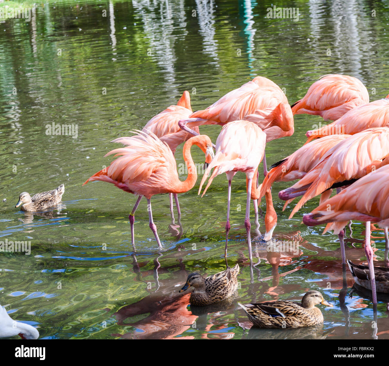 Der rosa Flamingo Vogel auf dem See im park Stockfoto