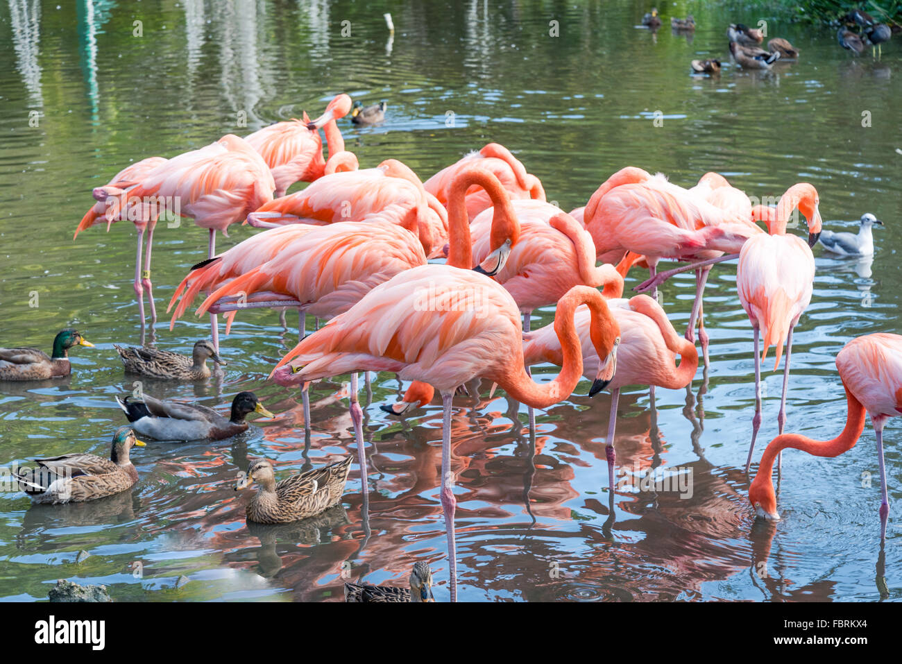 Der rosa Flamingo Vogel auf dem See im park Stockfoto
