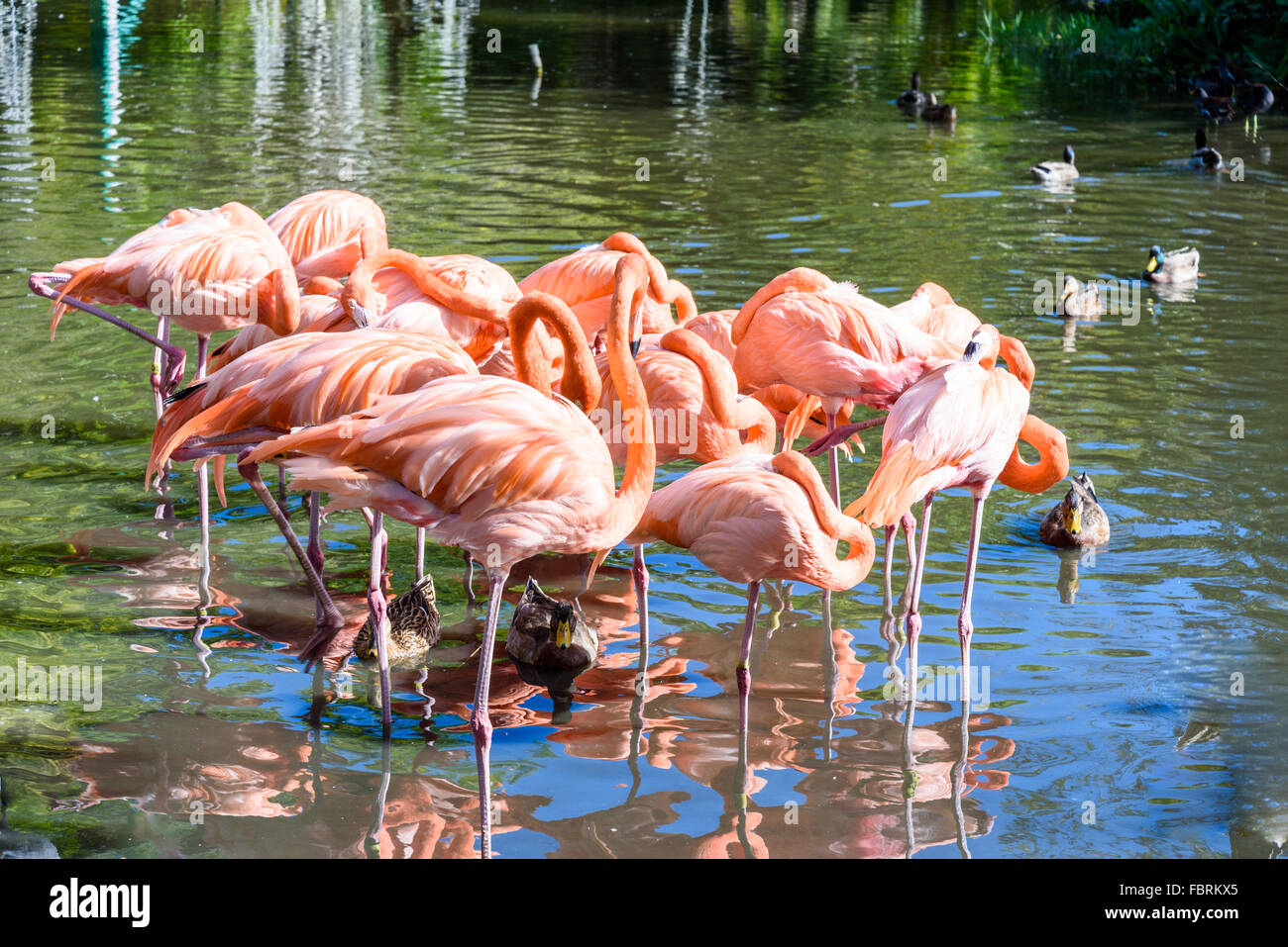 Der rosa Flamingo Vogel auf dem See im park Stockfoto
