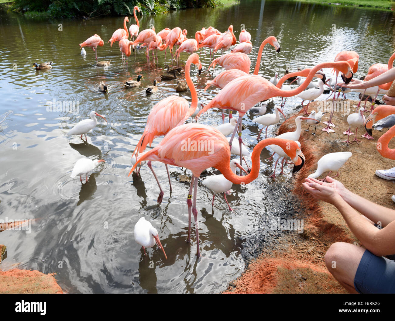 Der rosa Flamingo Vogel auf dem See im park Stockfoto