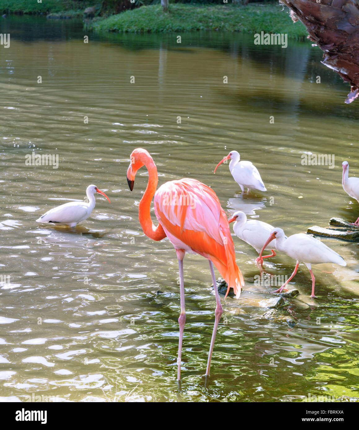 Der rosa-Flamingo und der weißen Ibis Vogel auf dem See im park Stockfoto