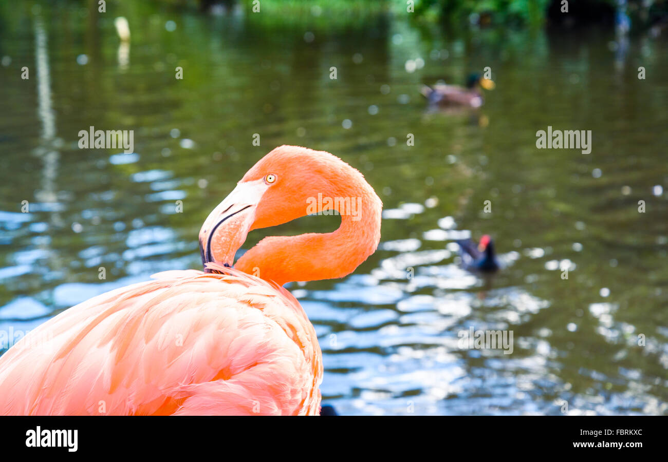 Der rosa Flamingo Vogel auf dem See im park Stockfoto