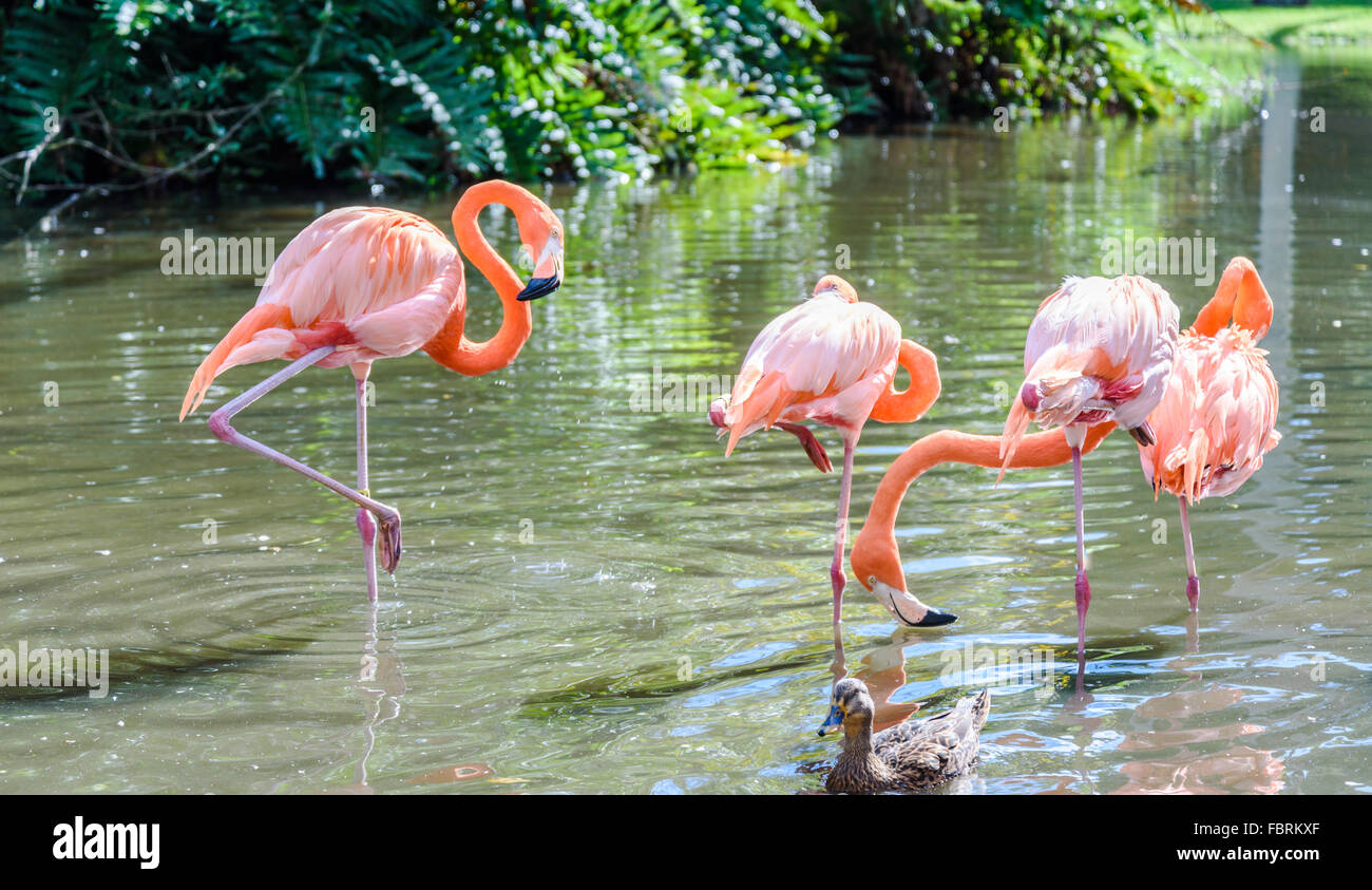 Der rosa Flamingo Vogel auf dem See im park Stockfoto