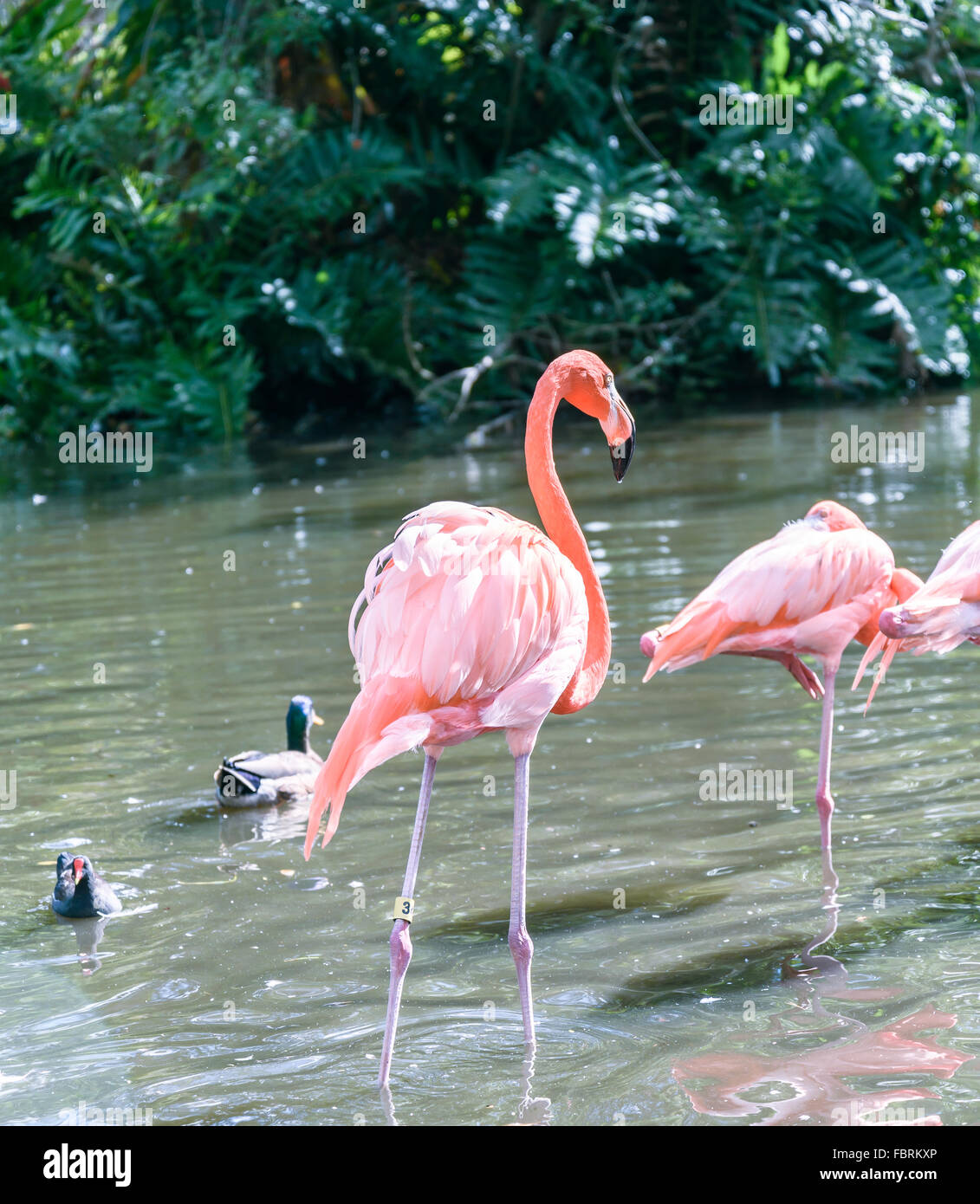 Der rosa Flamingo Vogel auf dem See im park Stockfoto