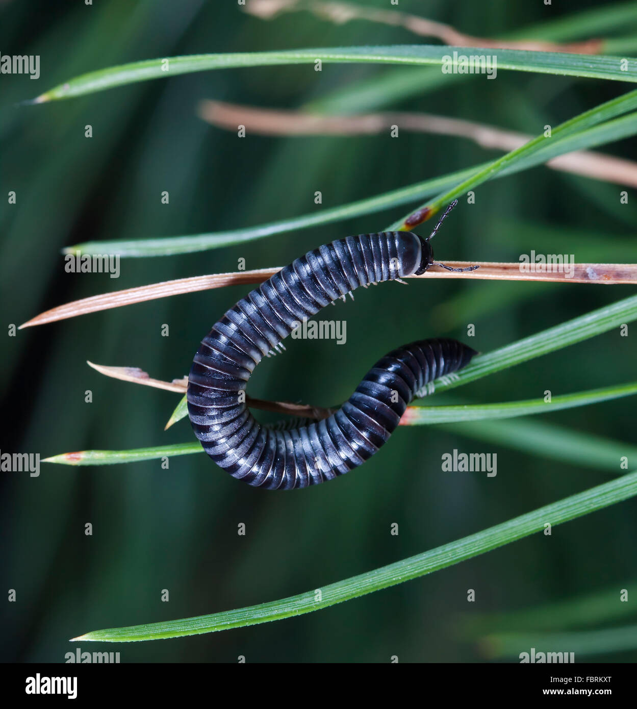 Blue millipede Fotos und Bildmaterial in hoher Auflösung Alamy