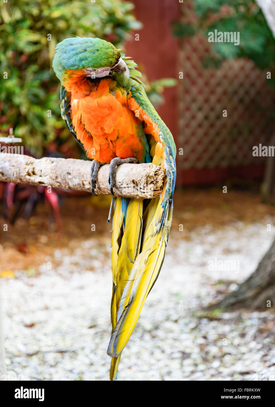 Ara Vogel auf dem Ast Stockfoto