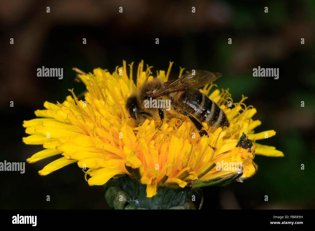 Die Blüten des Löwenzahns (Taraxacum Officinale) werden oft von Honesbees besucht. Sie bieten die Honigbienen viel Nektar und Pollen eine eiweißreiche, sie brauchen vor allem für die Aufzucht der Brut. Stockfoto