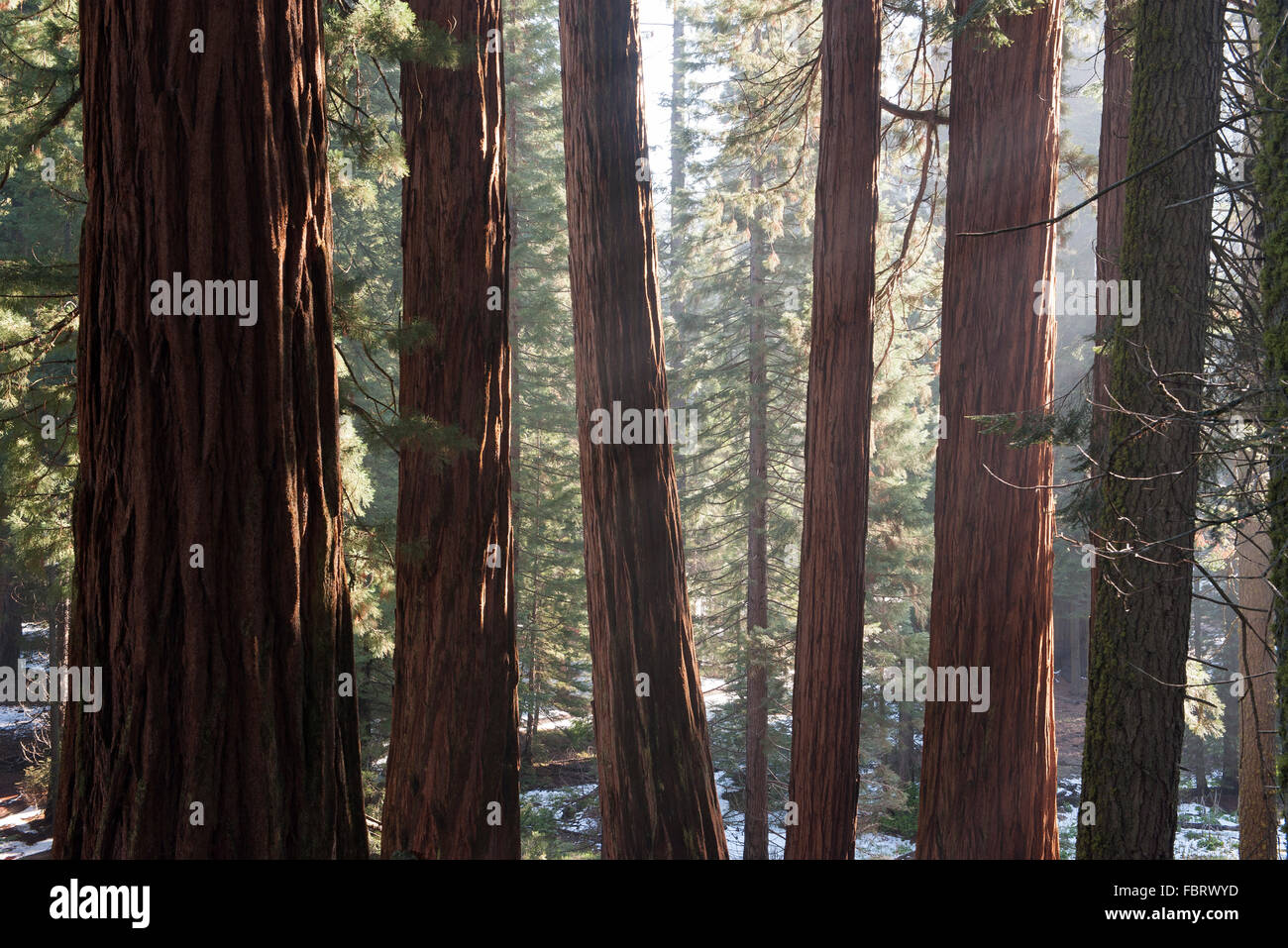 Redwood-Wald, Sequoia und Kings Canyon National Park, Kalifornien, USA Stockfoto
