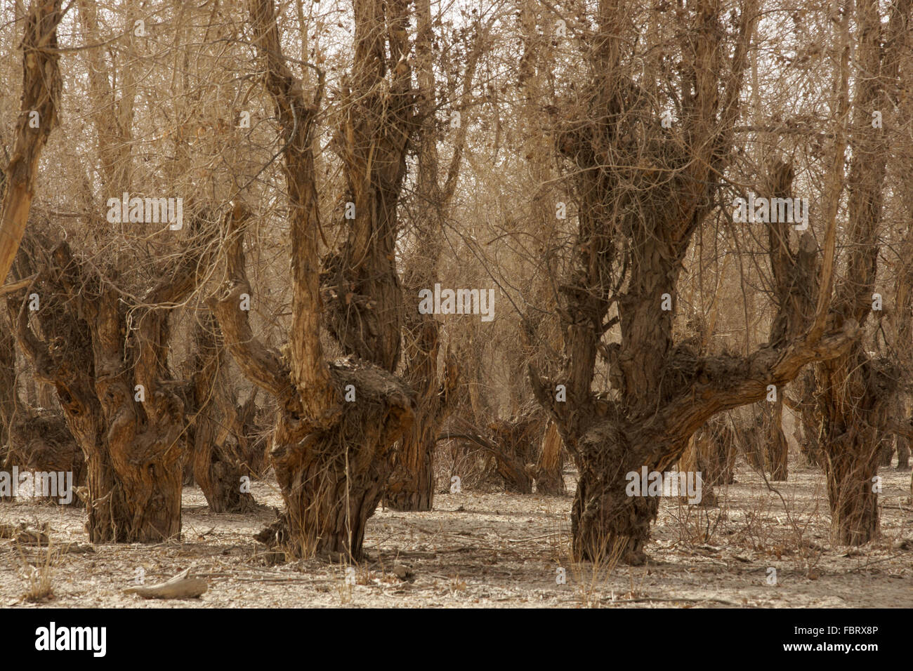 Keriya Grafschaft Hotan Präfektur Taklimakan Wüste Xinjiang autonome Region China Stockfoto