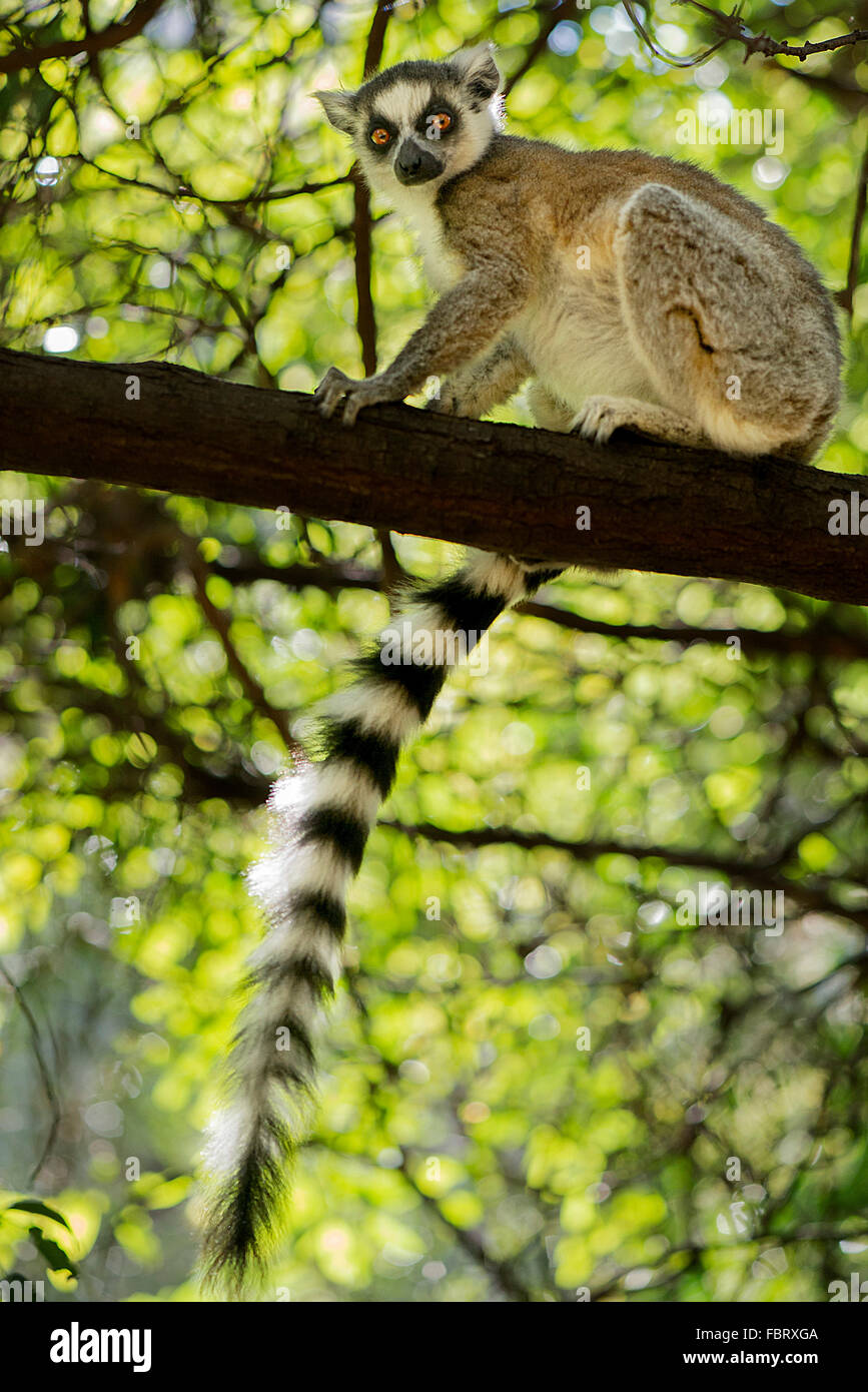 Katta sitzend auf Ast Stockfoto