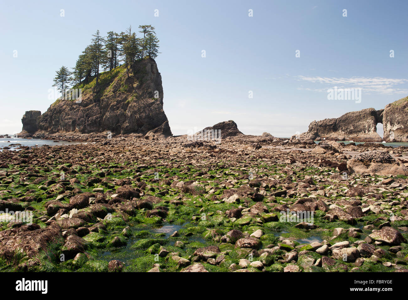 Seegras angeschwemmt auf felsigen Strand in Olympic Nationalpark, Washington, USA Stockfoto