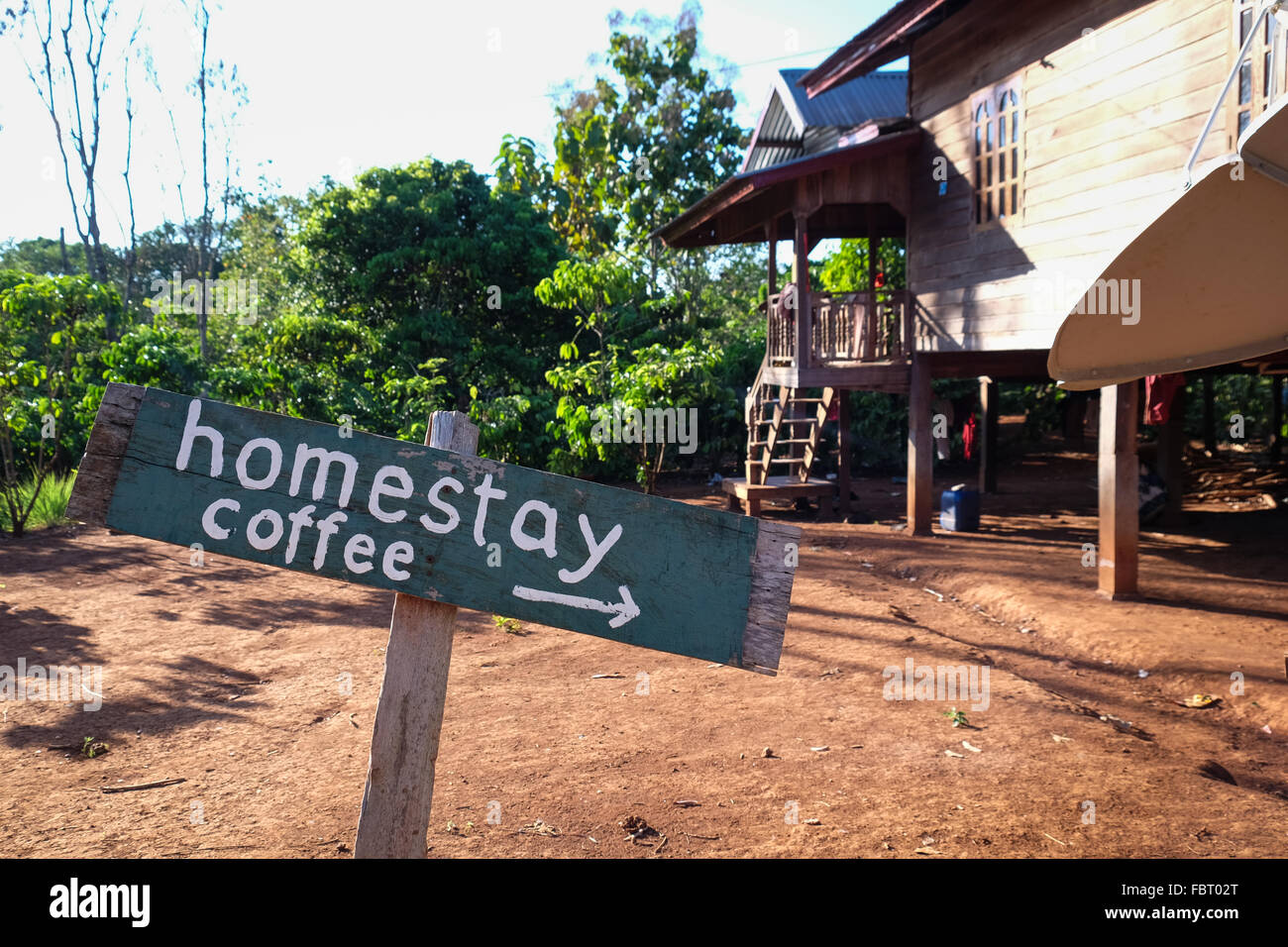 Kaffee wächst auf dem Bolaven-Plateau in Laos Stockfoto