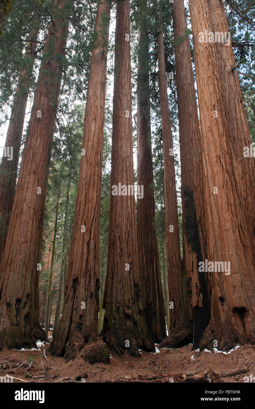 Riesigen Redwood-Bäume, Sequoia und Kings Canyon National Park, Kalifornien, USA Stockfoto