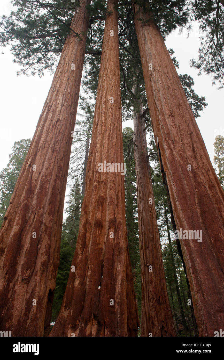 Riesigen Redwood-Bäume, Sequoia und Kings Canyon National Park, Kalifornien, USA Stockfoto