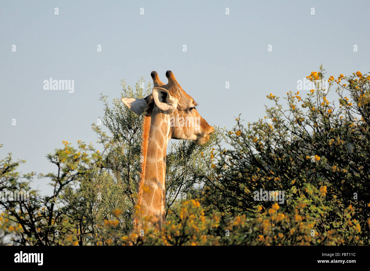 Giraffe Essen Blätter von den süßen Dorn Stockfoto