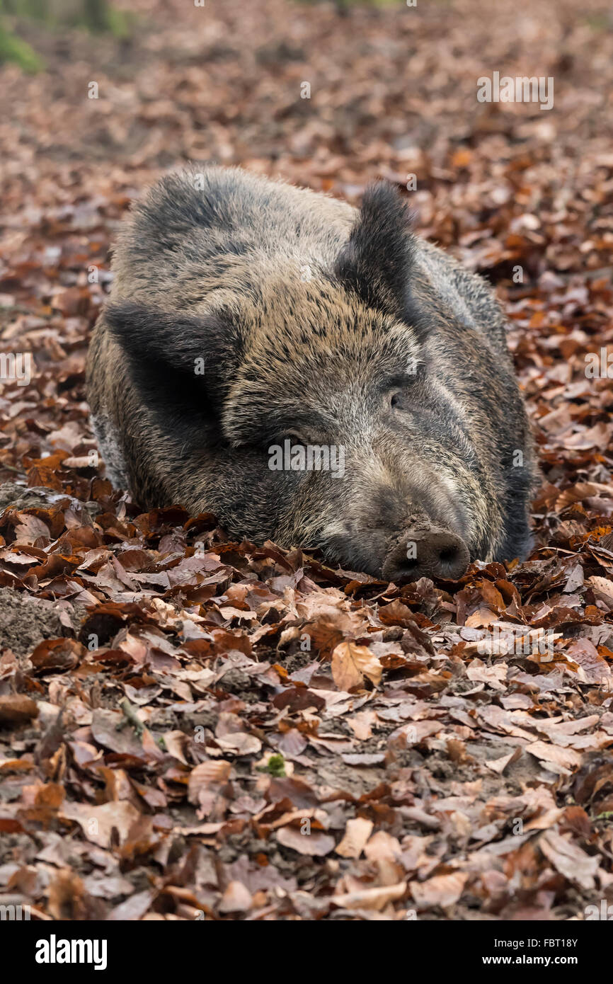 Wildschwein (Sus Scrofa) liegen im Herbst Blätter, Bache, Vulkaneifel, Rheinland-Pfalz, Deutschland Stockfoto
