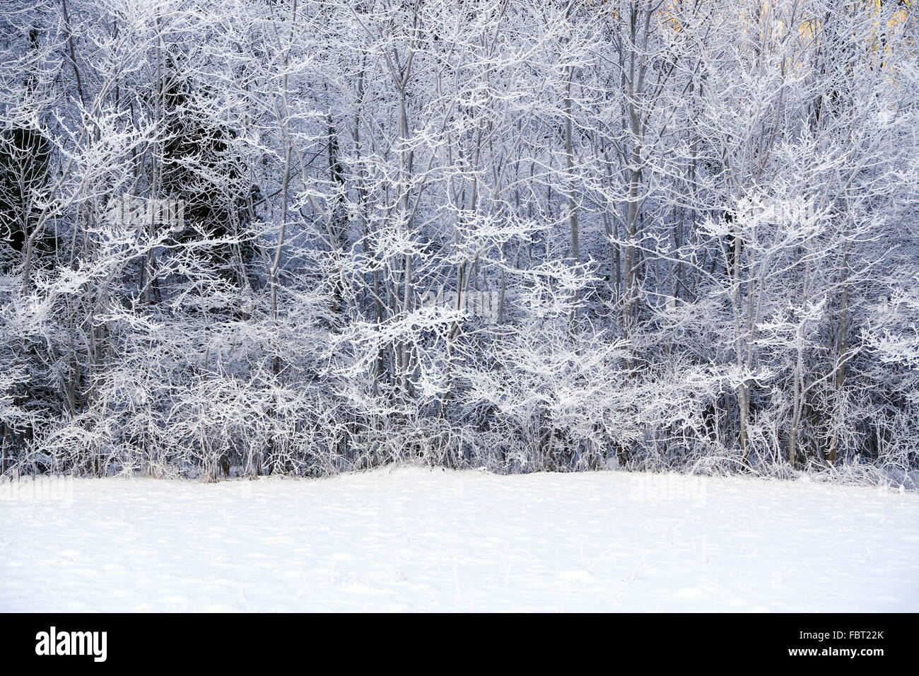 Schnee und Frost bedeckt Bäume, Winter, winterlich, kalten Stockfoto