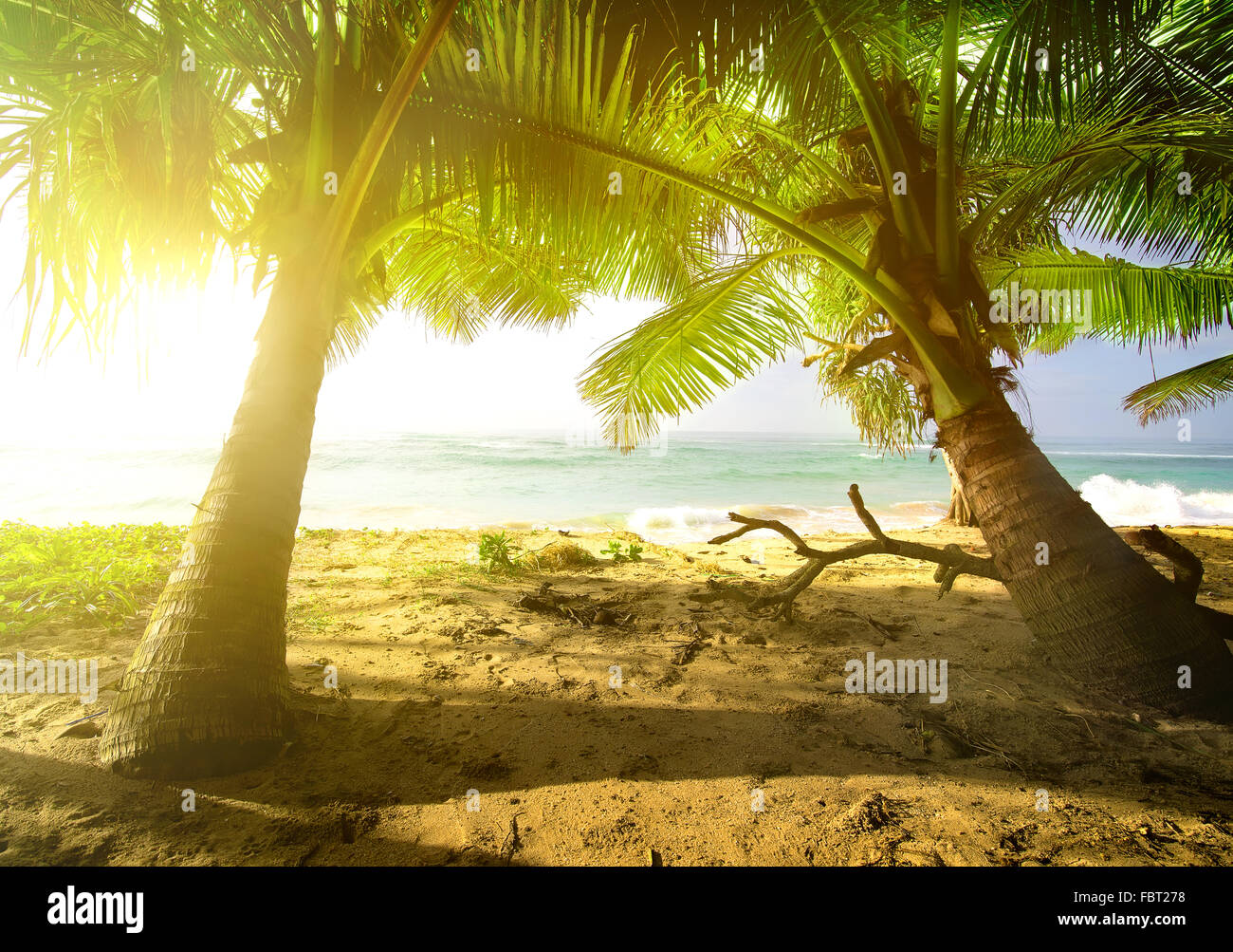Palmen und Meer im hellen sunrise Stockfoto
