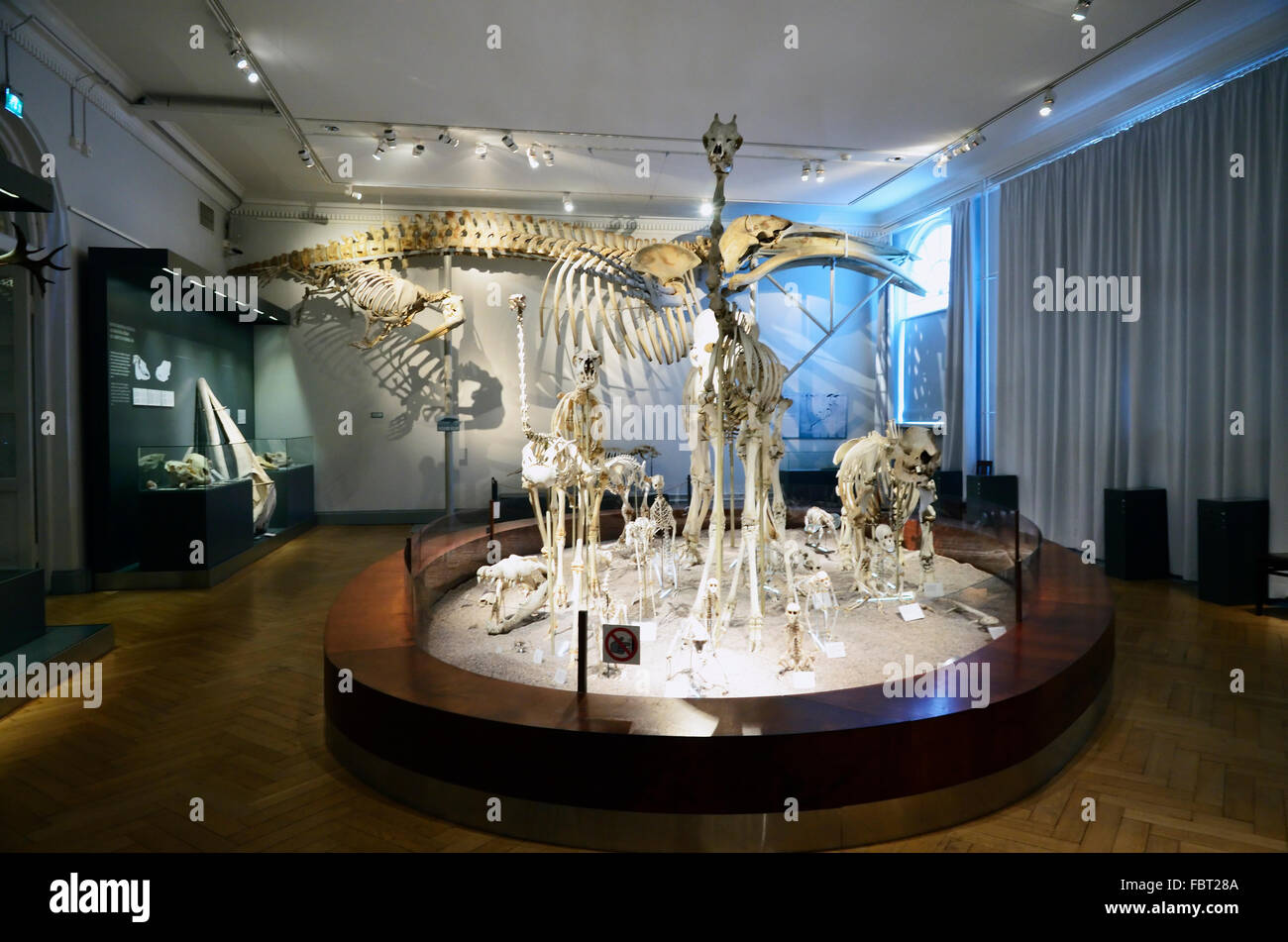 Das Natural History Museum of Helsinki ist eine Ausstellung des Museums für Naturgeschichte an der Universität Helsinki Finnisch. Stockfoto