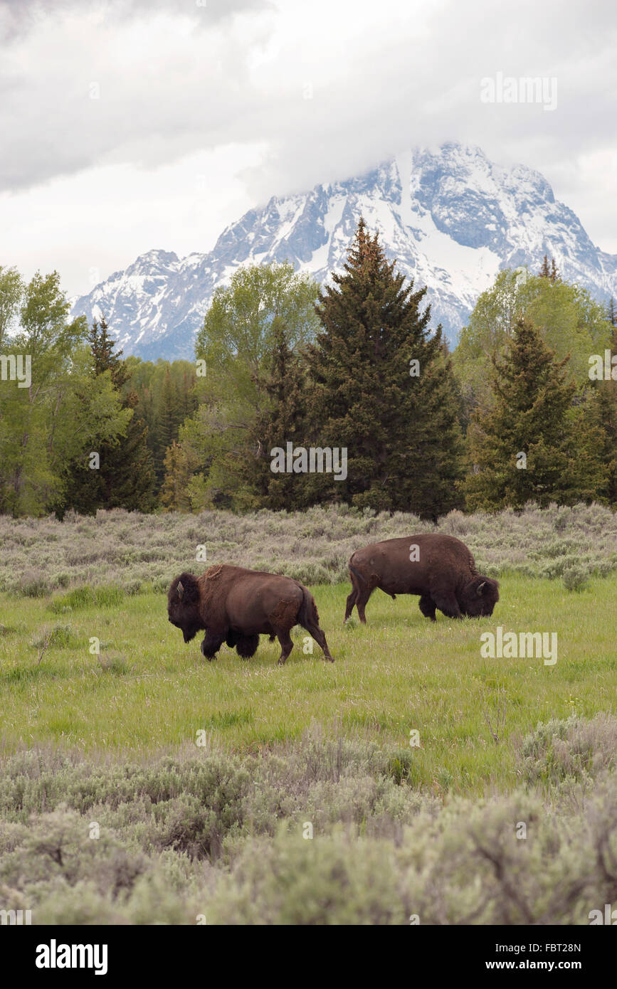 Buffalo (American Bison) Weiden im Grand-Teton-Nationalpark, Wyoming, USA Stockfoto