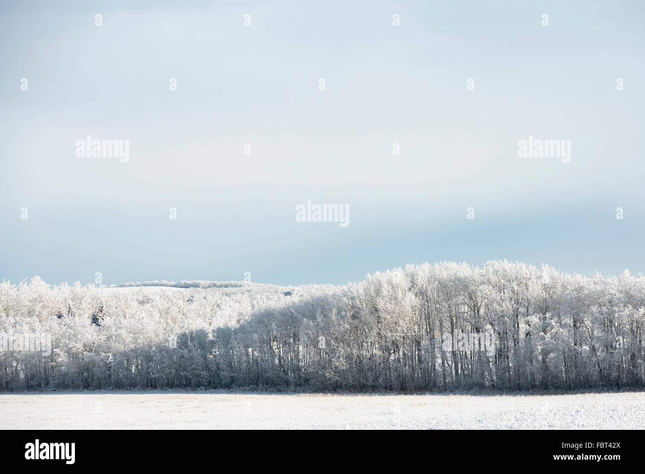Frost auf Bäumen in Alberta, Kanada. Stockfoto