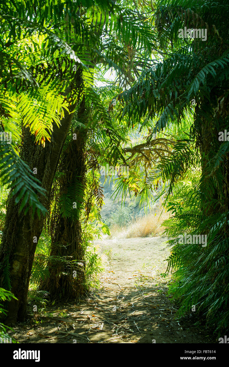 Weg durch tropische Bäume Stockfoto