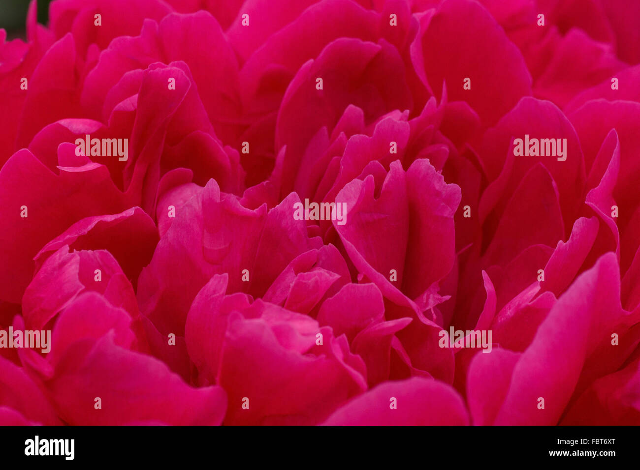 Nahaufnahme von roten Pfingstrose Blume Stockfoto