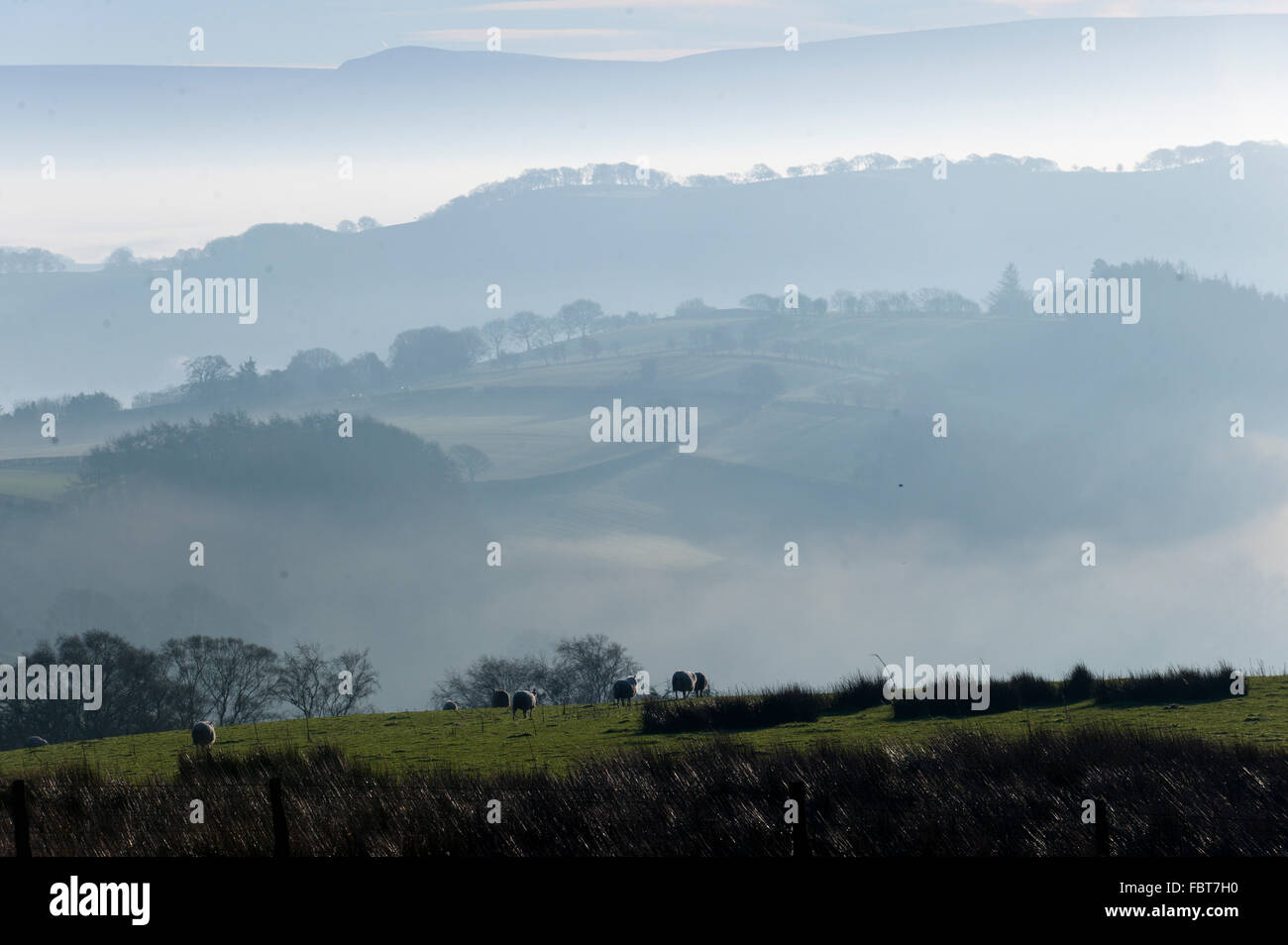 Powys, UK. 19. Januar 2016. Ein Blick über die sanften Hügel des Mid Wales gegenüber Heu zu bluffen und die Black Mountains (Powys) bei Sonnenaufgang. Bildnachweis: Graham M. Lawrence/Alamy Live-Nachrichten. Stockfoto