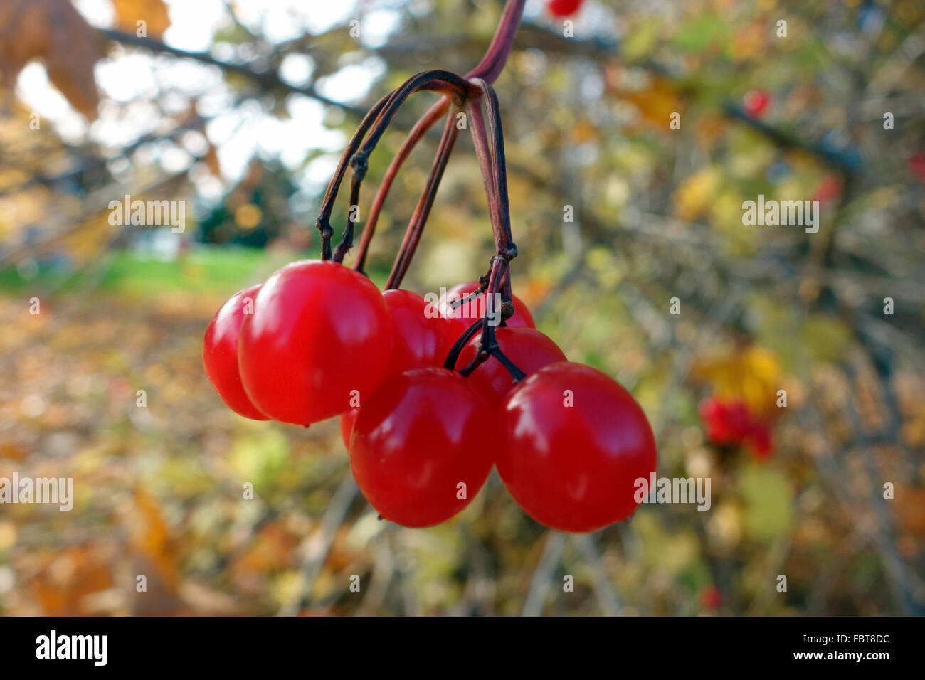 rote Beeren auf einem Strauch - Prunus Virginiana, gemeinhin als Bitter-Beere, Reitens Stockfoto