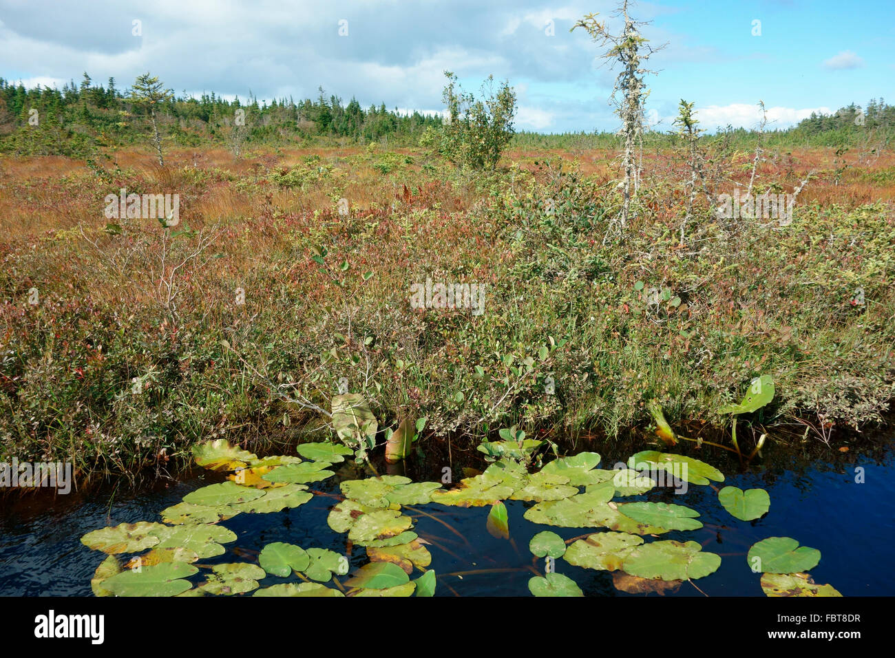 Tundra und Baumgrenze Landschaft im Norden Kanadas Stockfoto