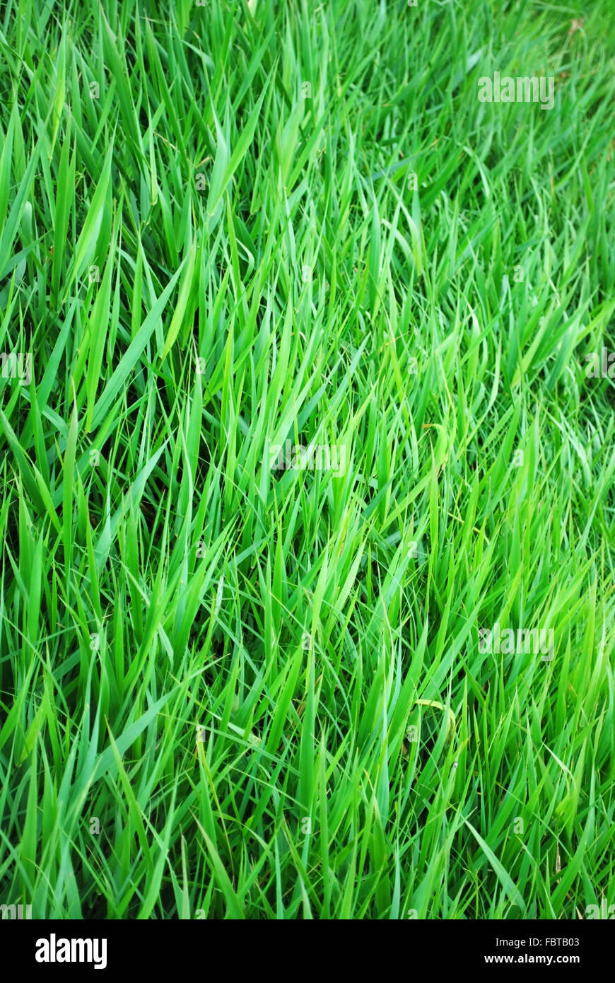 Gras Hintergrund Stockfoto