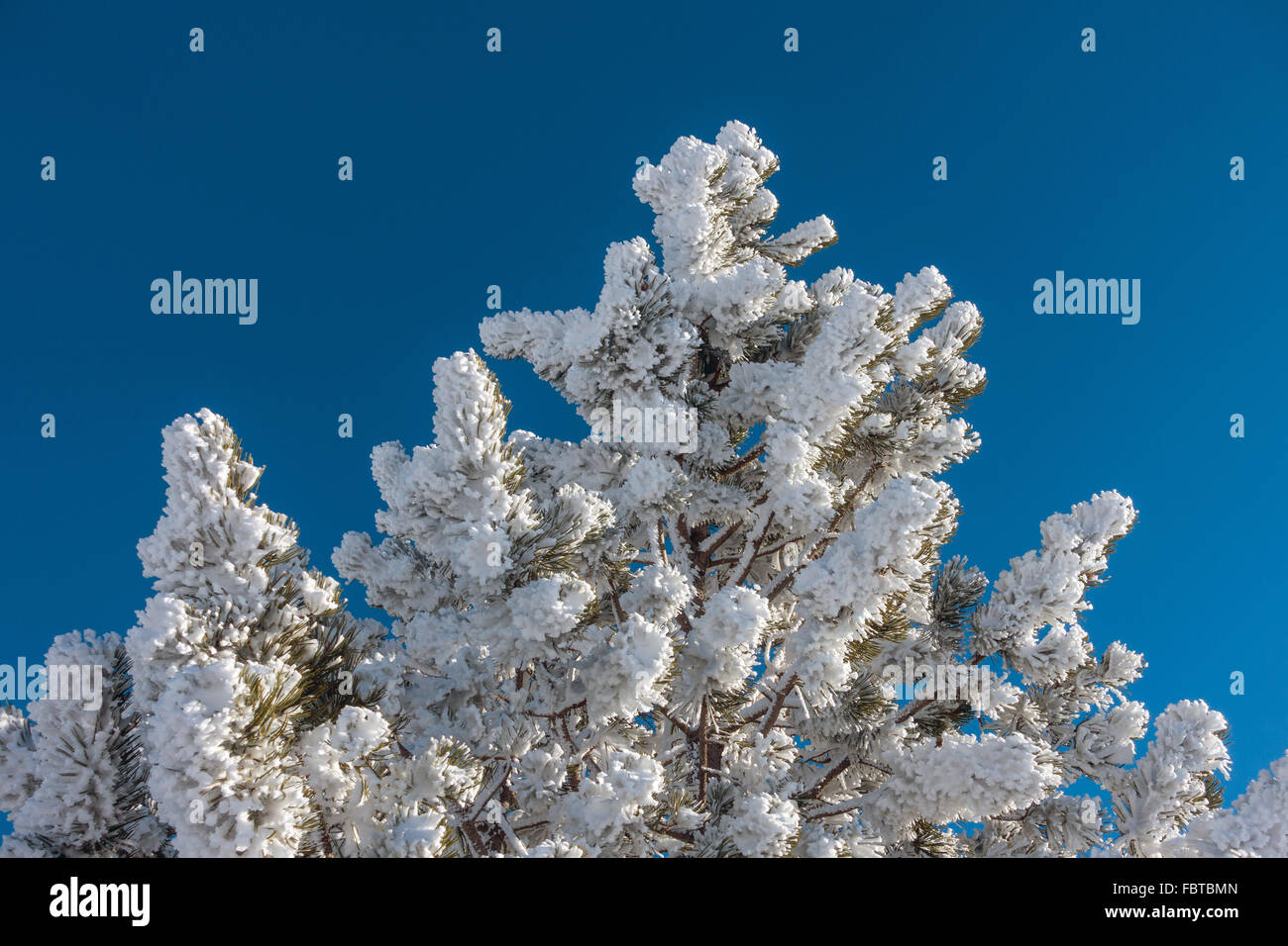 Raureif auf Kiefer Bäume, Pyrenäen, Winter mit blauem Himmel Stockfoto