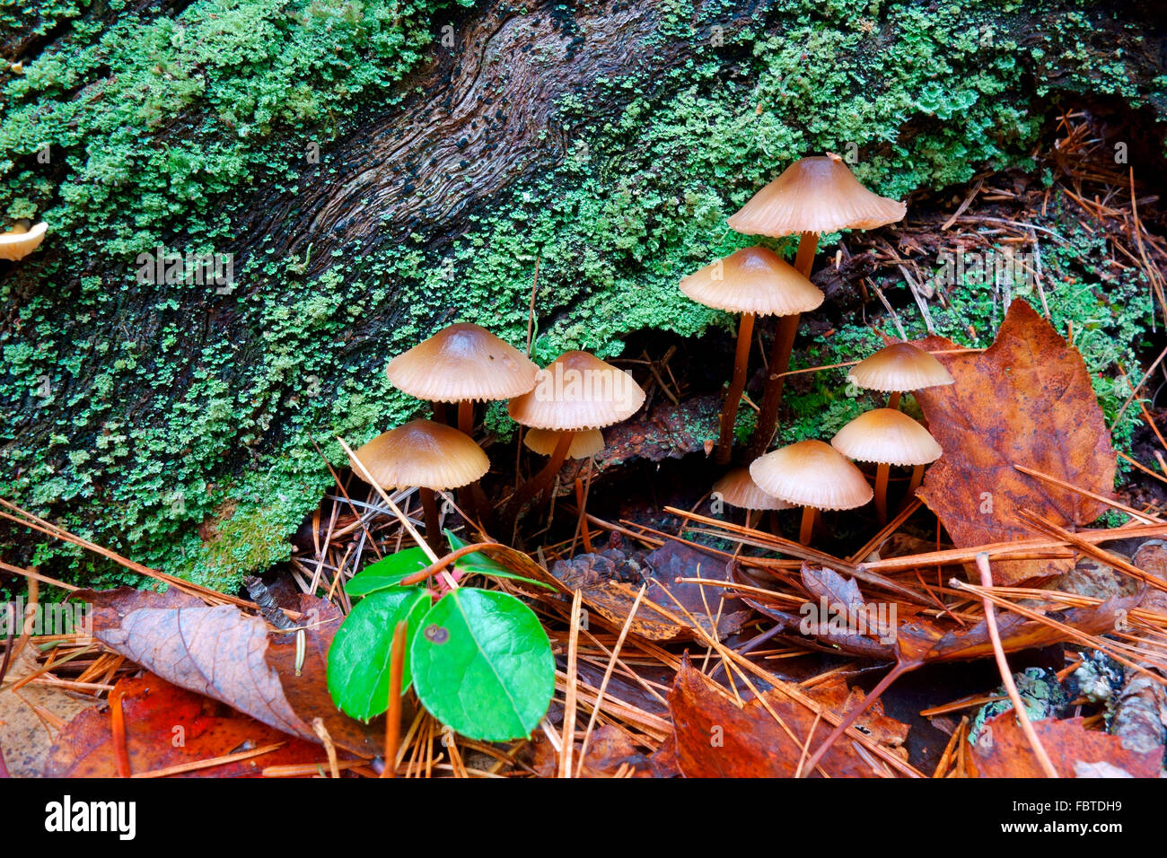 Fairy Ring Pilze, Marasmius Oreades, wachsen in den Wald neben einem Protokoll Stockfoto