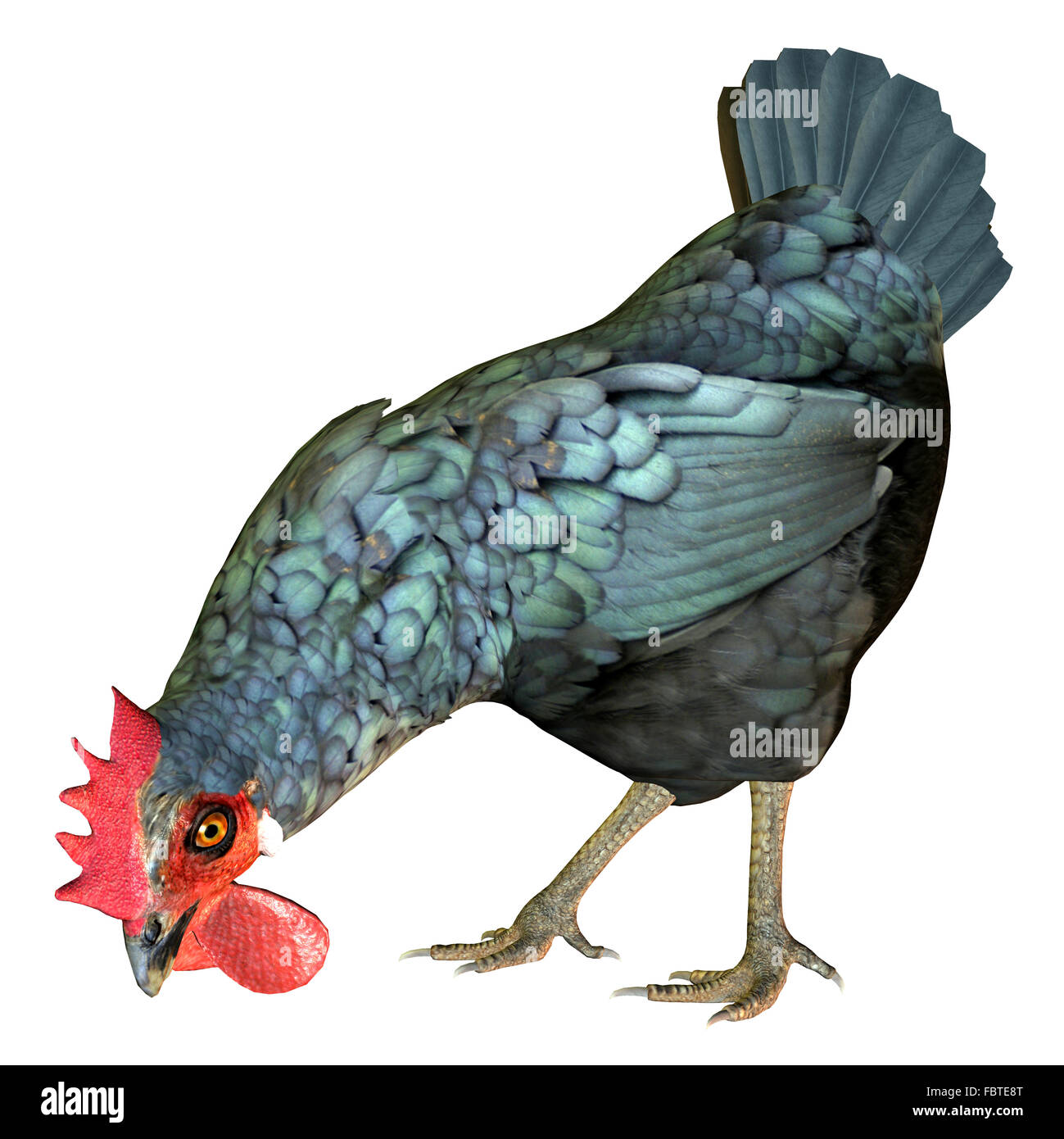 Huhn Picken Stockfotos und bilder Kaufen Alamy