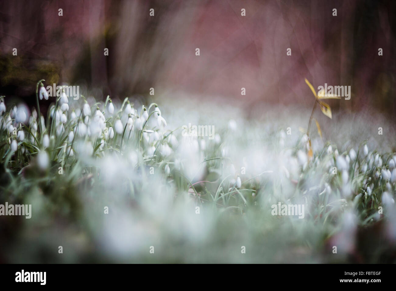 Traumhaften Blick auf Schneeglöckchen (Galanthus Nivalis) in einem Waldgebiet Stockfoto