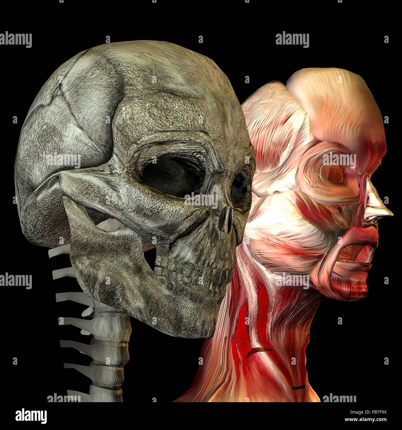 Menschlicher Kopf mit Muskeln und als Schädel Stockfoto