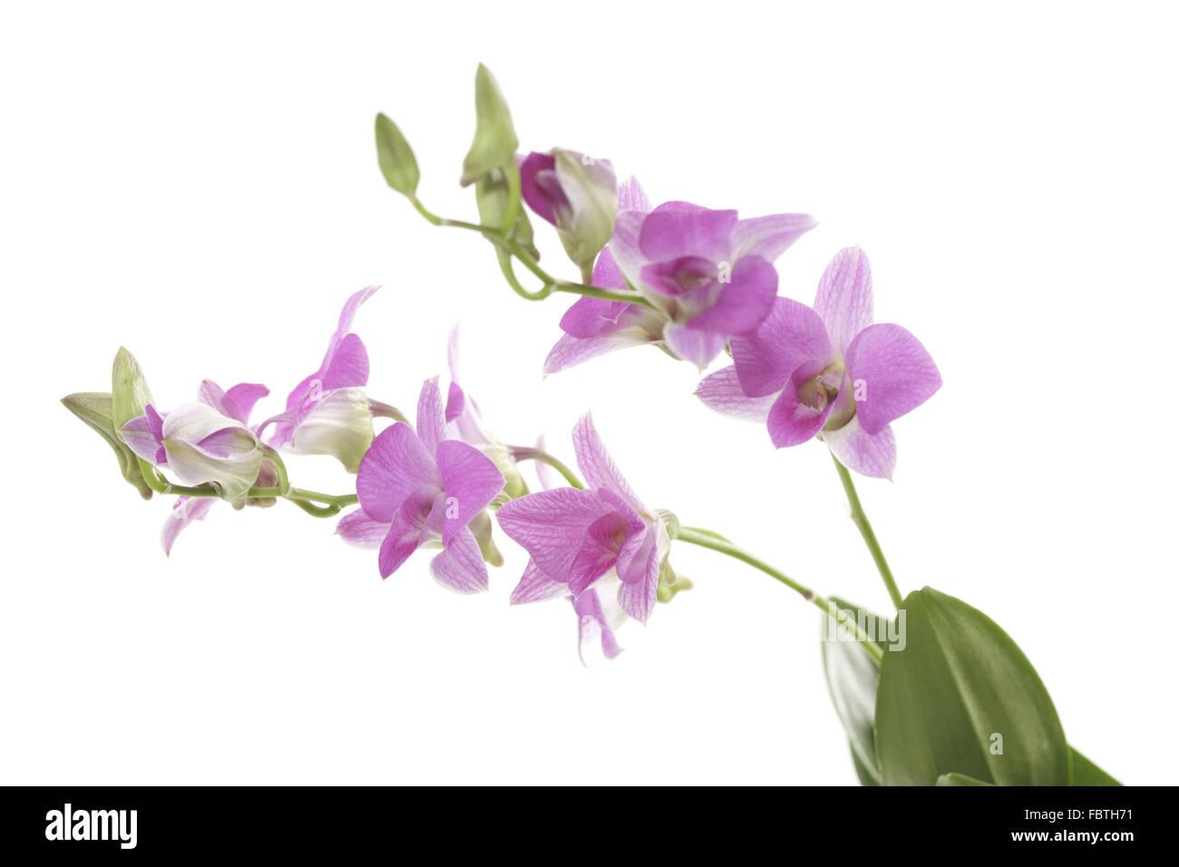 Dendrobium Compactum der Seite Stockfoto