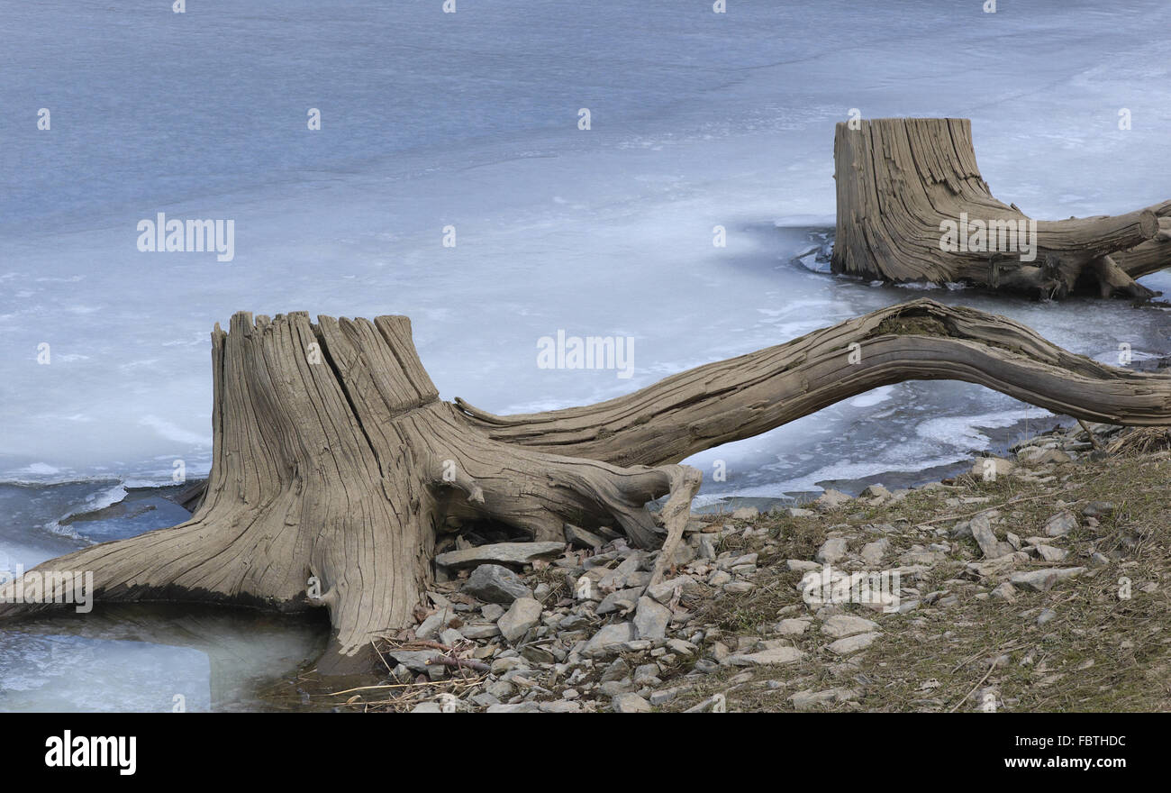Baumstümpfe Stockfoto