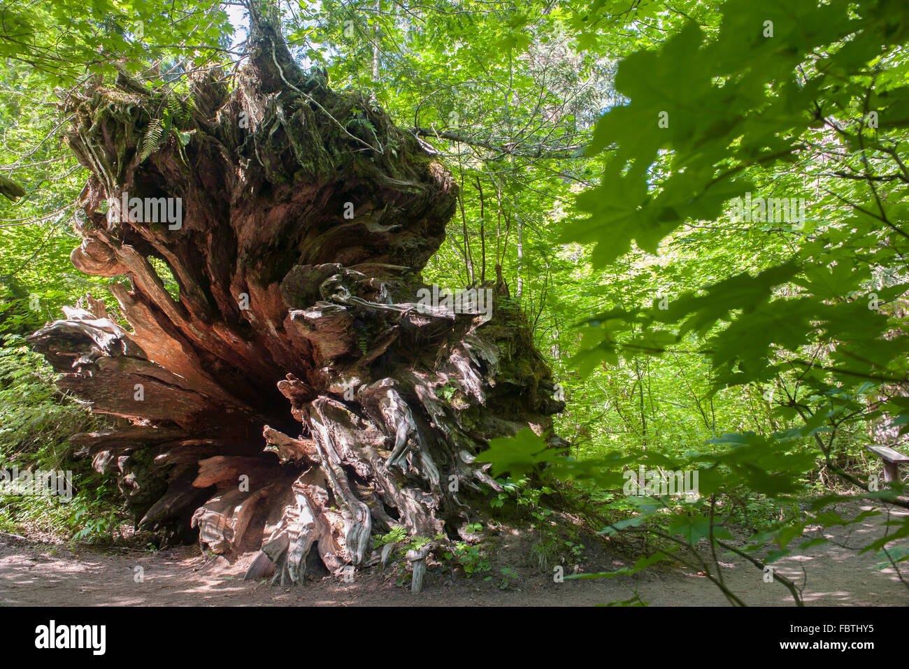 Toter Baum Stockfoto