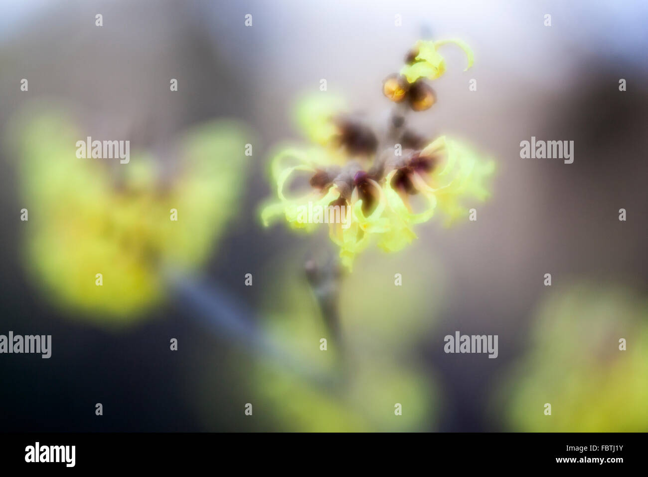 Nahaufnahme der Blüte Hamamelis x intermedia "Primavera" Stockfoto